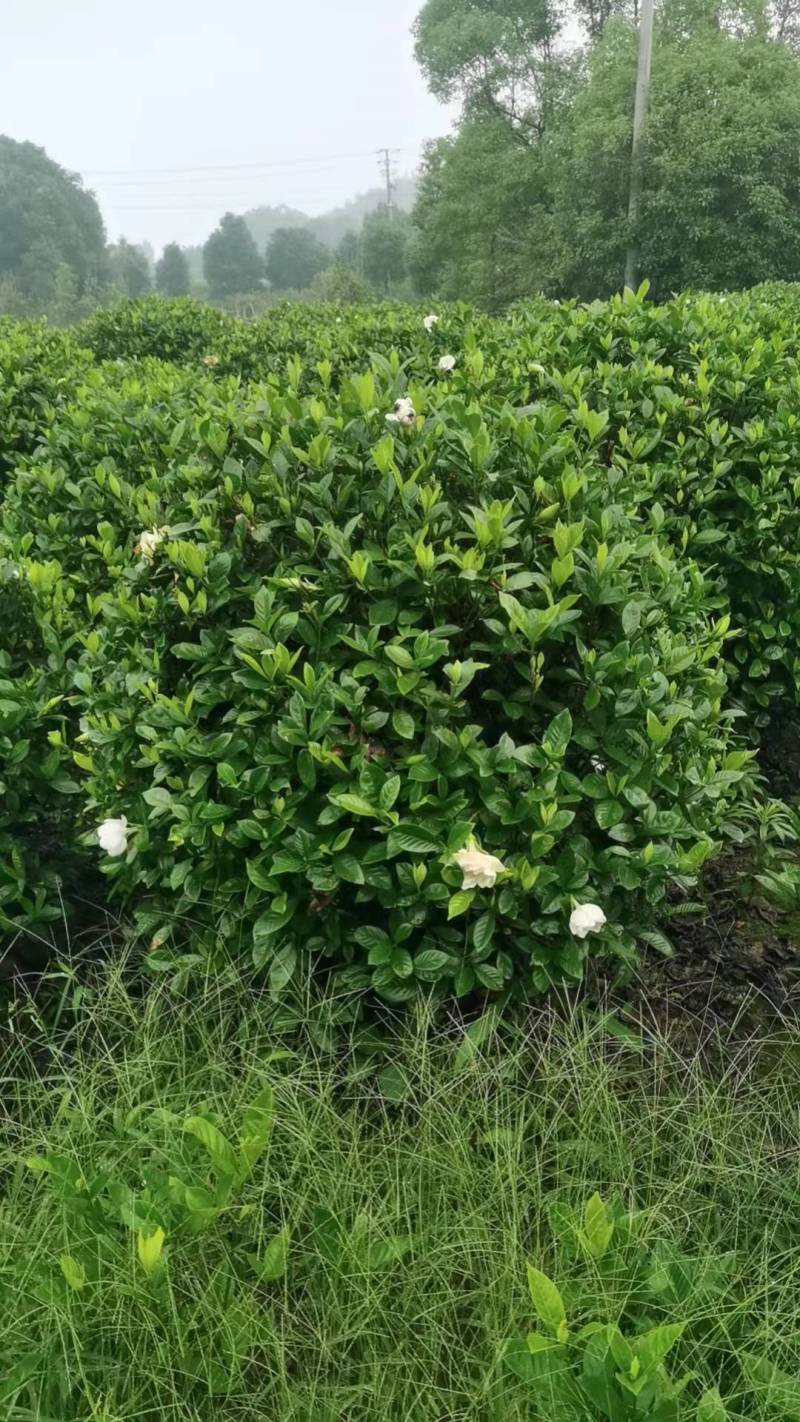 栀子花