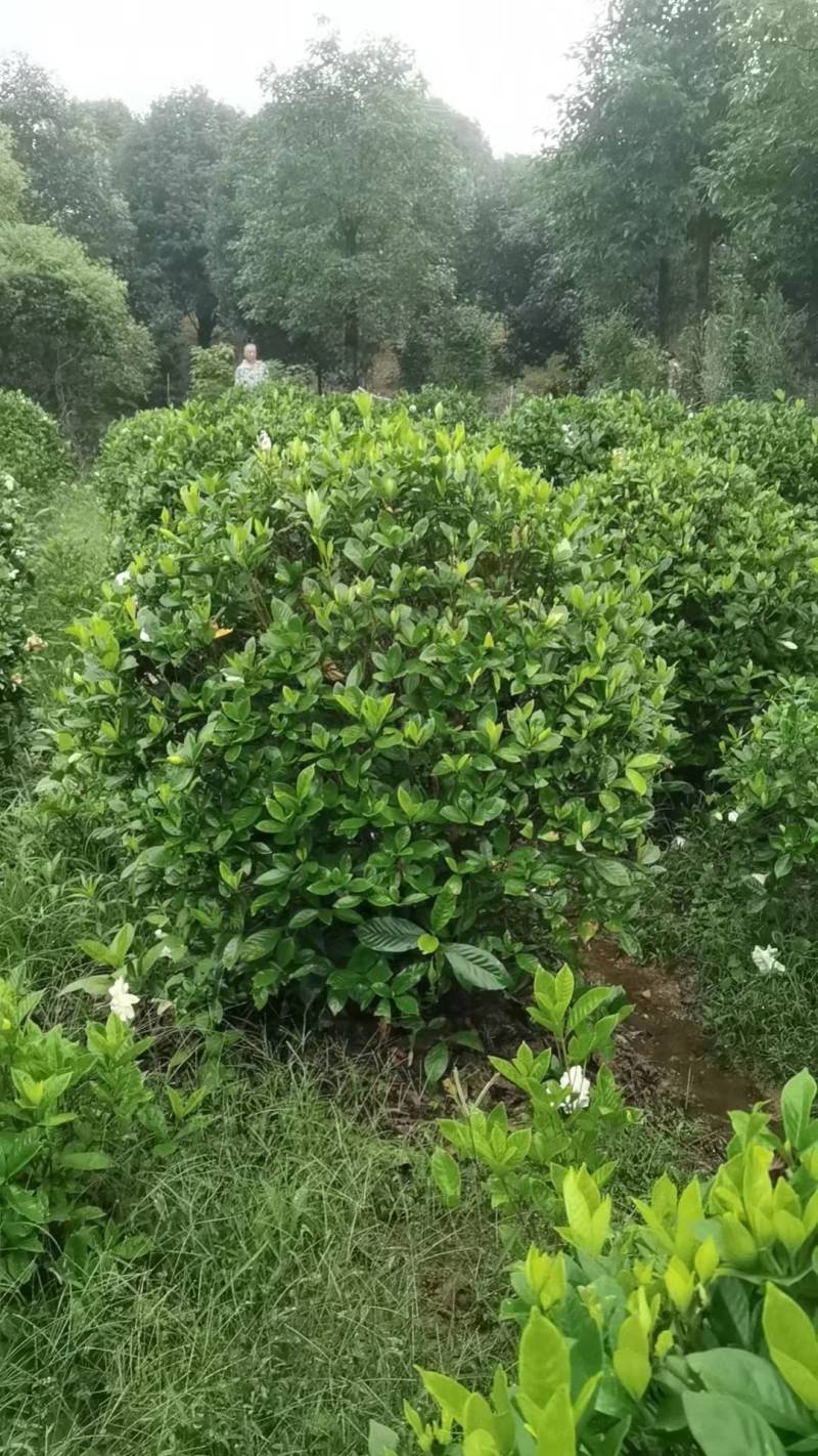 栀子花