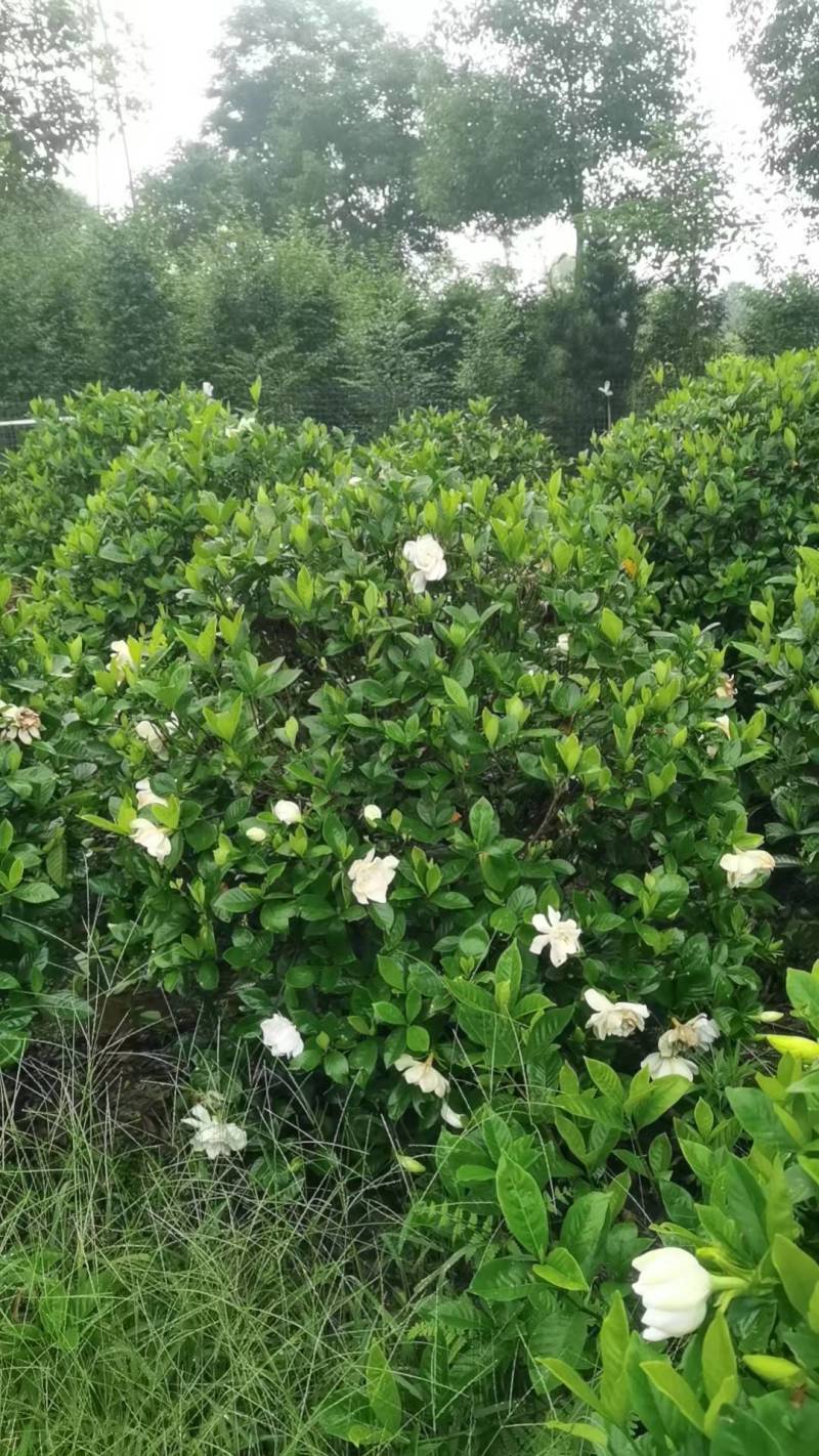 栀子花
