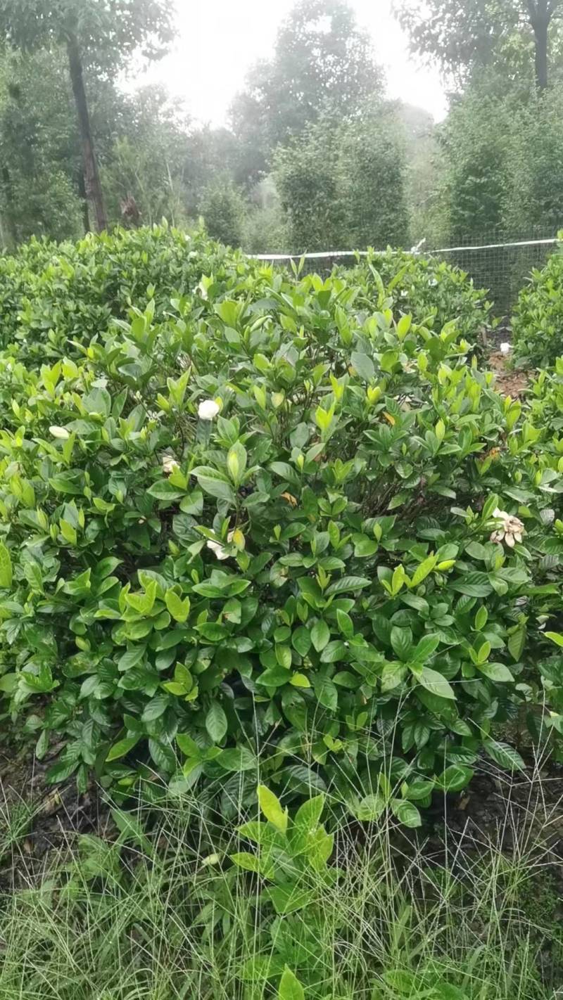 栀子花