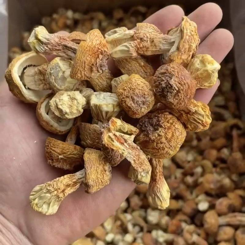 姬松茸中菇，自种自销，支持实地考察，一手货源