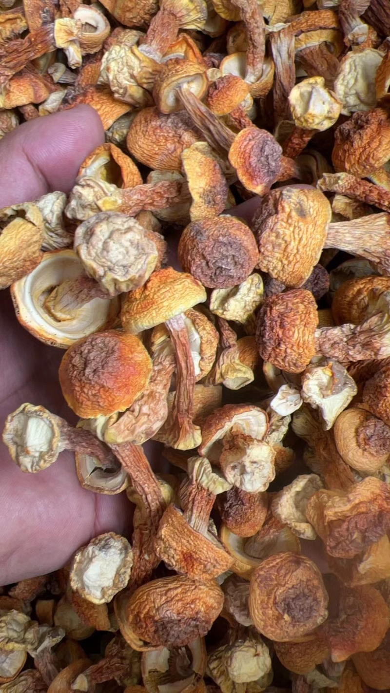 姬松茸中菇，自种自销，支持实地考察，一手货源