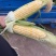 （优质）水果玉米🌽无虫眼、个头大、满顶、欢迎来电