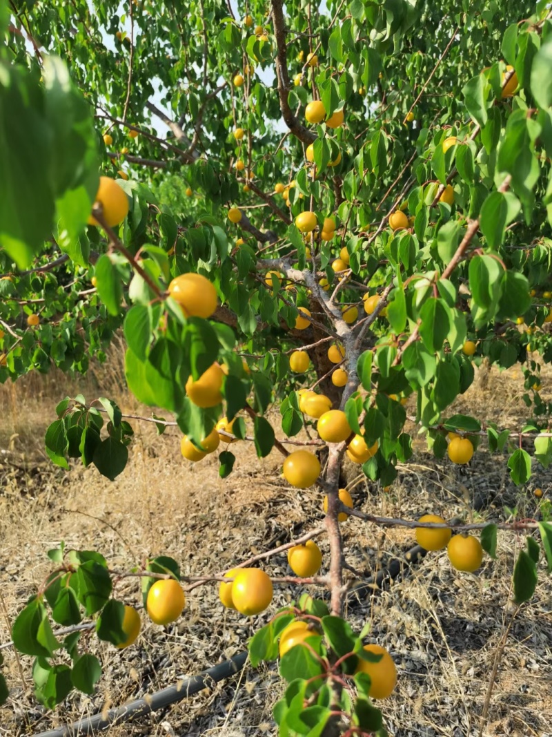 珍珠油杏