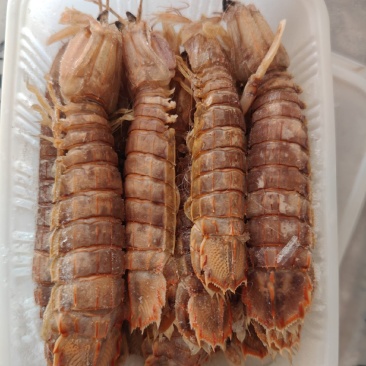 大母带膏皮皮虾江苏连云港发货餐饮佳品全国发货