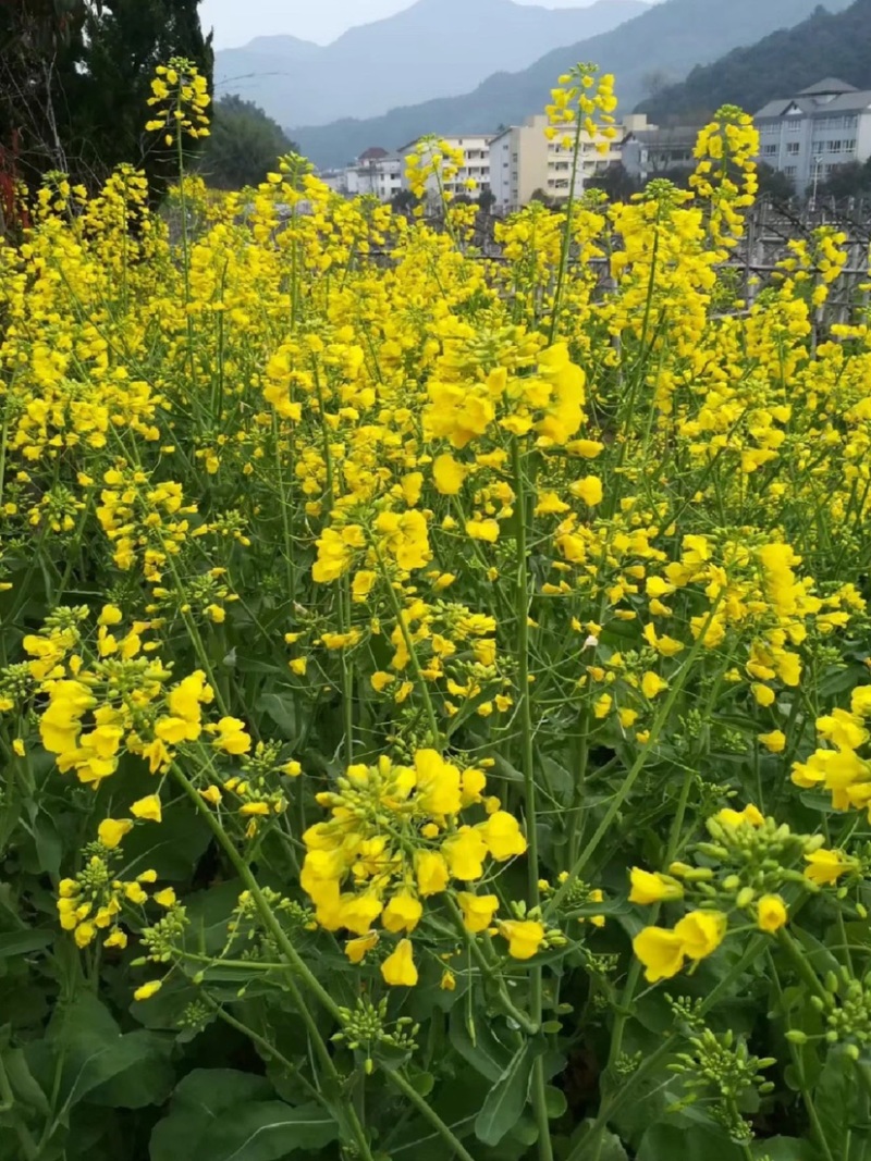 纯菜籽油农家自榨纯菜籽油12元一斤每桶5升纯