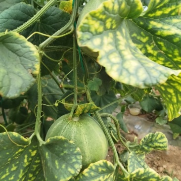 绿宝。博洋9，甜美55。。。大量工应中