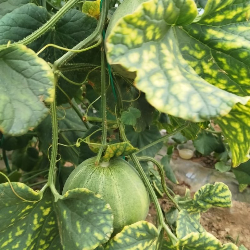 绿宝。博洋9，甜美55。。。大量工应中