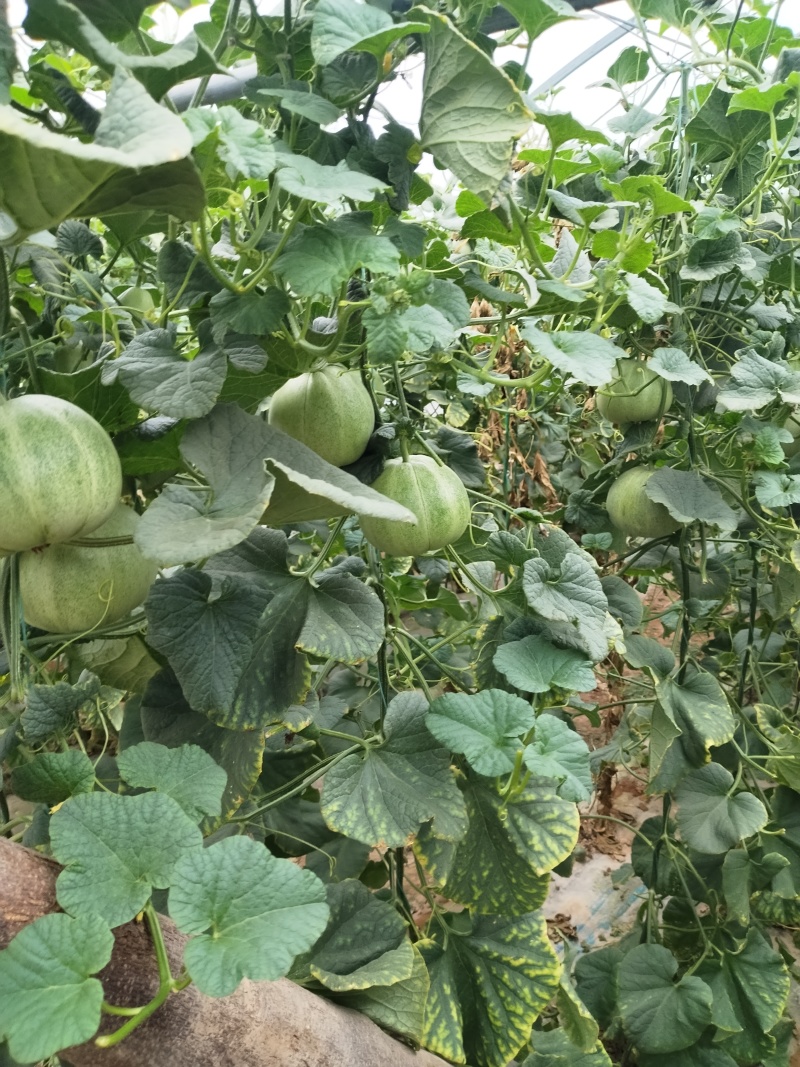 绿宝。博洋9，甜美55。。。大量工应中