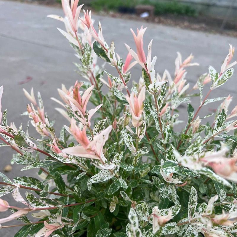彩叶杞柳《又叫变色柳，一种树叶能变色的柳树》