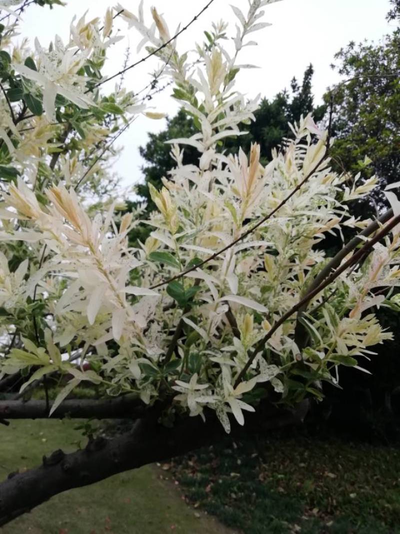 彩叶杞柳《又叫变色柳，一种树叶能变色的柳树》