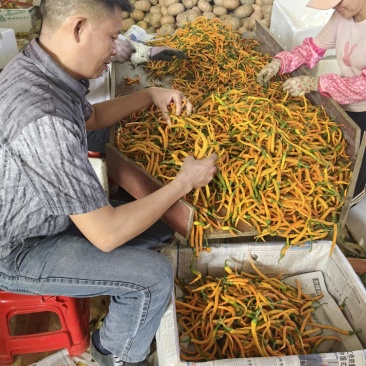 黄辣椒.皇贡椒.黄线椒.龙贡椒