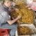 黄辣椒.皇贡椒.黄线椒.龙贡椒
