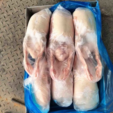 白条鸭全鸭樱桃谷瘦规格齐全货源稳定工厂直发可出口