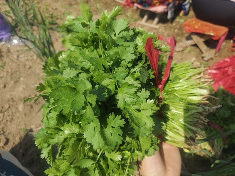 大叶精品香菜