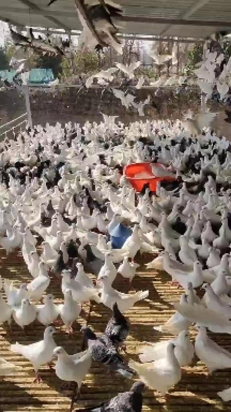 江苏盱眙肉鸽养殖场
