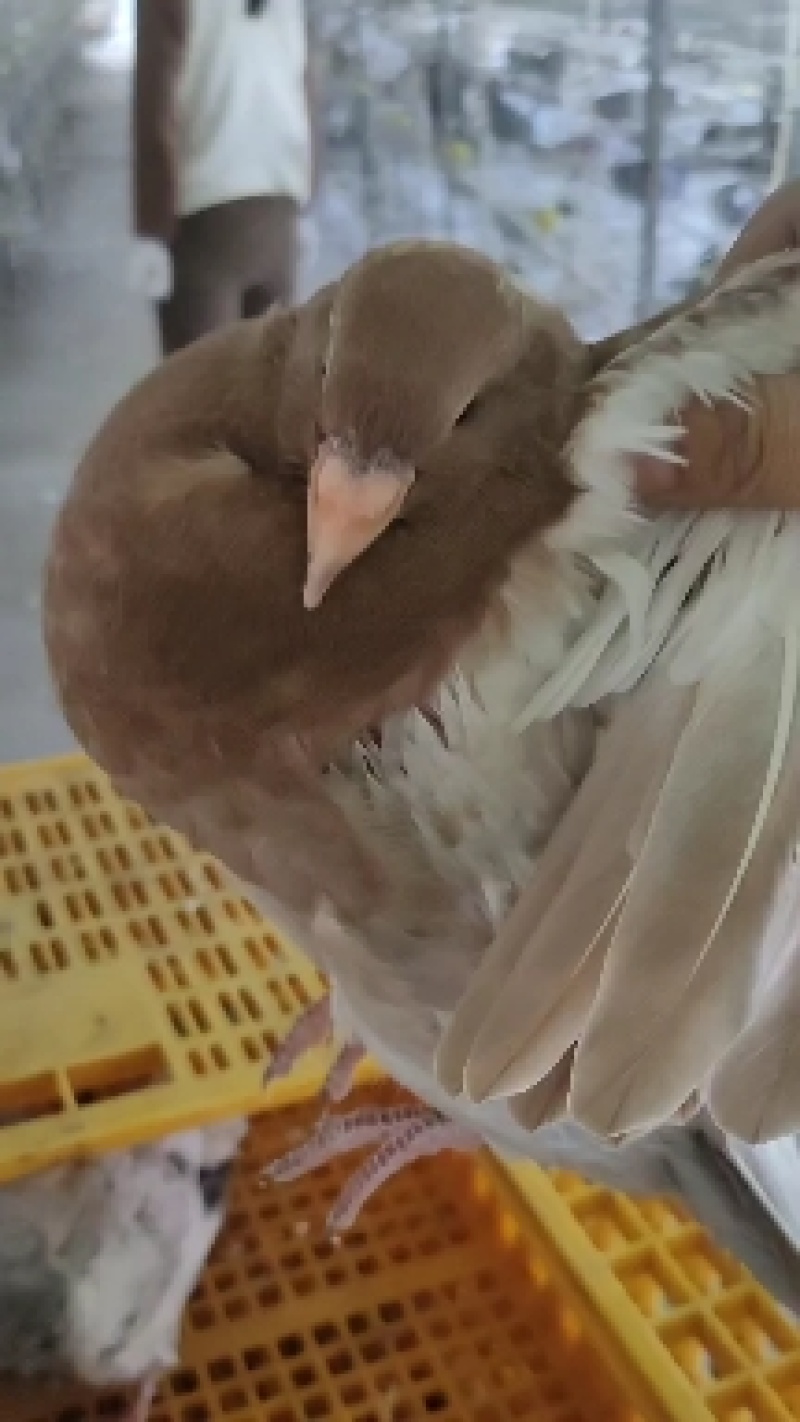 江苏盱眙肉鸽养殖场