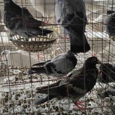 江苏盱眙肉鸽养殖场
