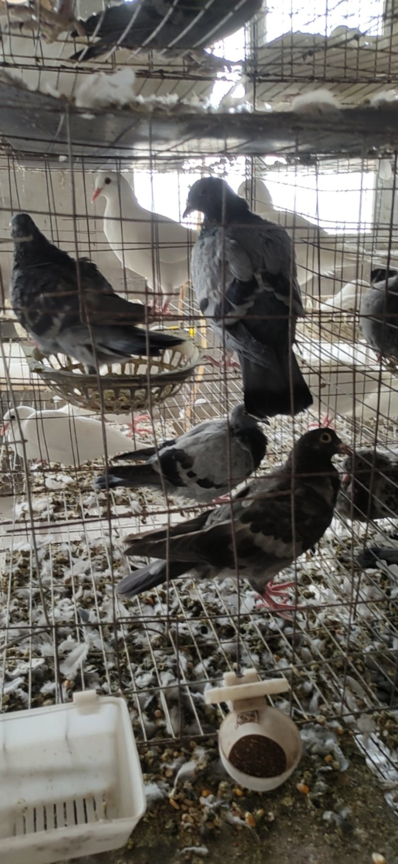 江苏盱眙肉鸽养殖场