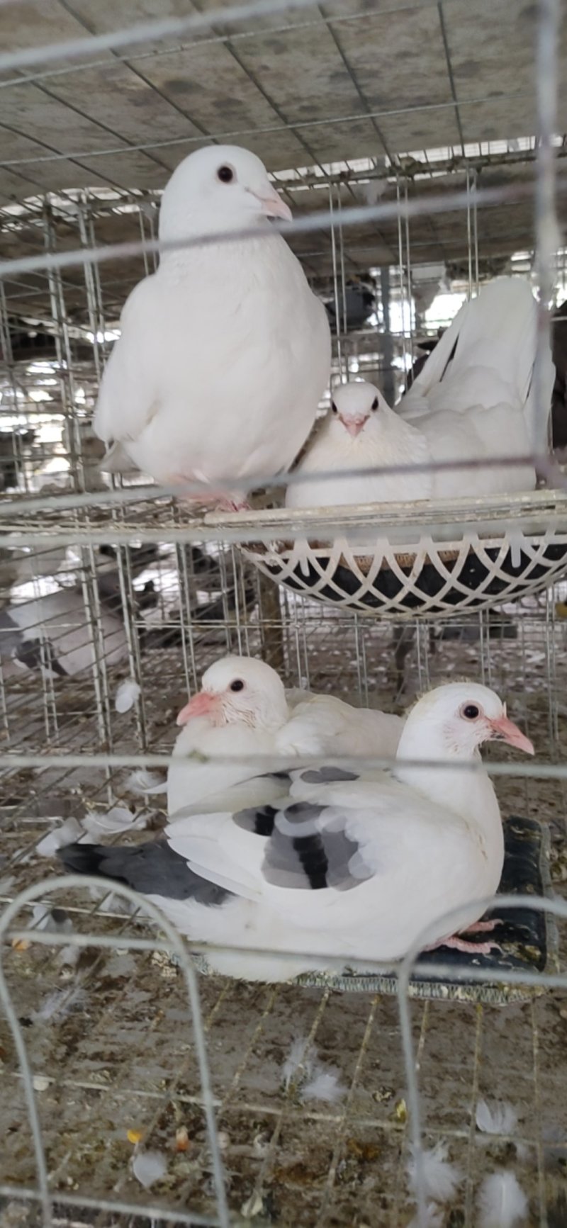 江苏盱眙肉鸽养殖场