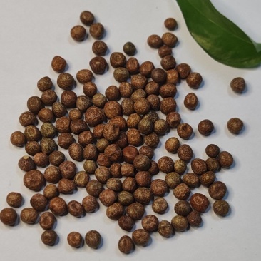 大量供应豌豆