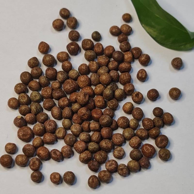 大量供应豌豆