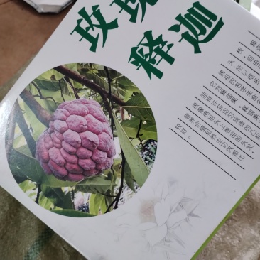 百亩产地玫瑰释迦，一件代发，顺丰包邮，批发等，欢迎来撩