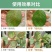 哒螨螺螨酯高效组合装红蜘蛛二斑叶螨茶黄螨杀螨破卵持效期长