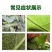哒螨螺螨酯高效组合装红蜘蛛二斑叶螨茶黄螨杀螨破卵持效期长