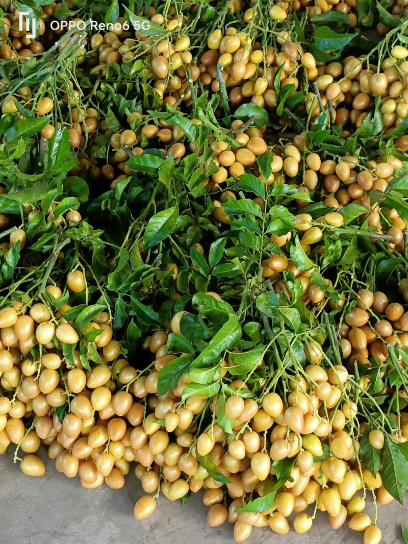 黄皮果广东茂名黄皮果产地批发大量供货价格便宜欢迎咨询