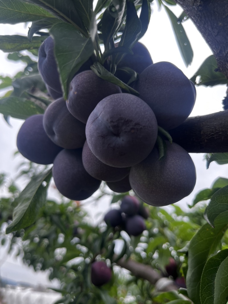 五月脆李上市啦自家果园种植量大果好