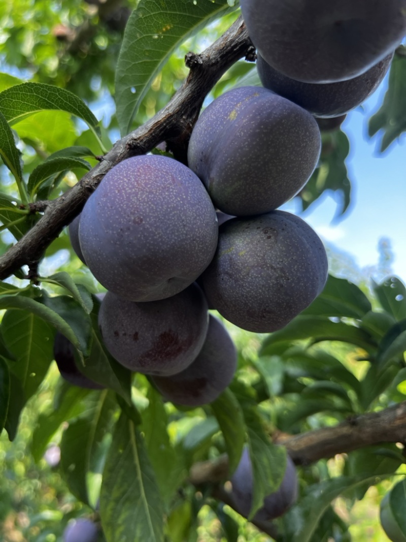 五月脆李上市啦自家果园种植量大果好