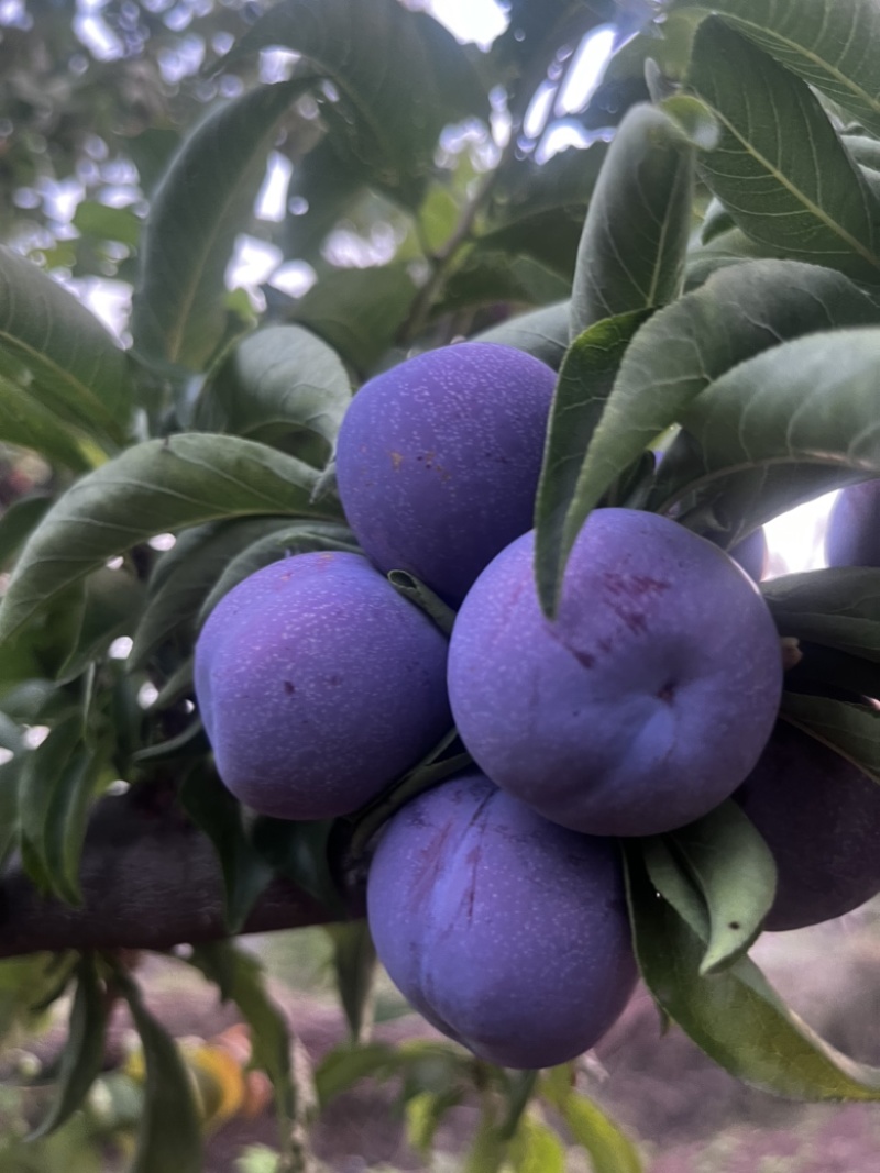 五月脆李上市啦自家果园种植量大果好