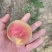 白油桃