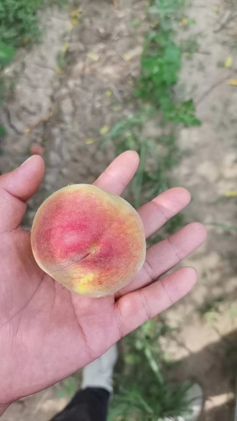 白油桃