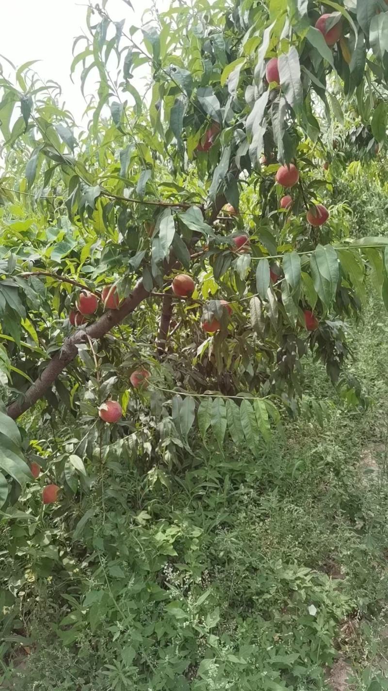 白油桃