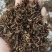 无沙梅干菜，烧饼，梅菜扣肉，专用