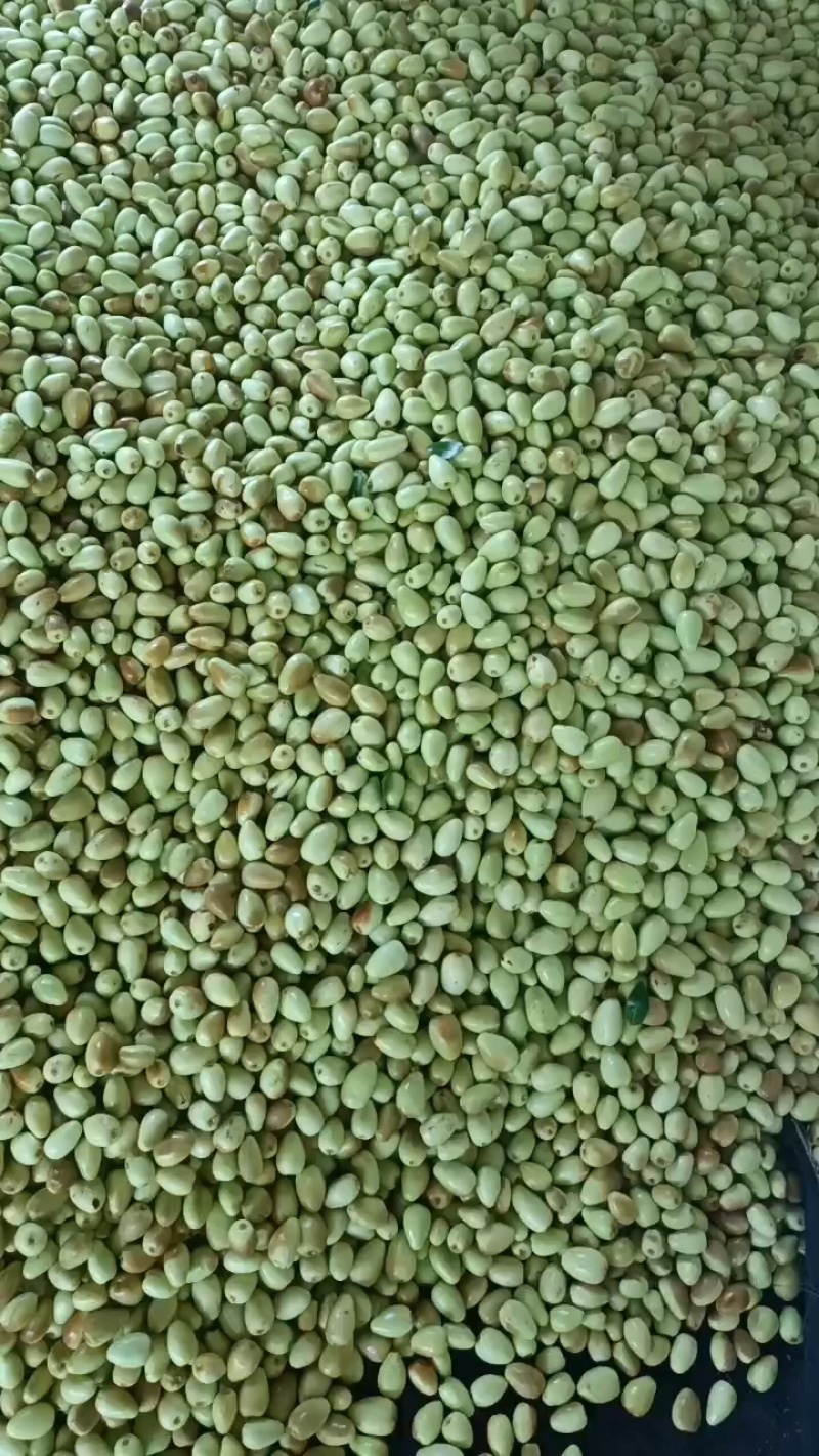 云南金脆蜜枣上市。