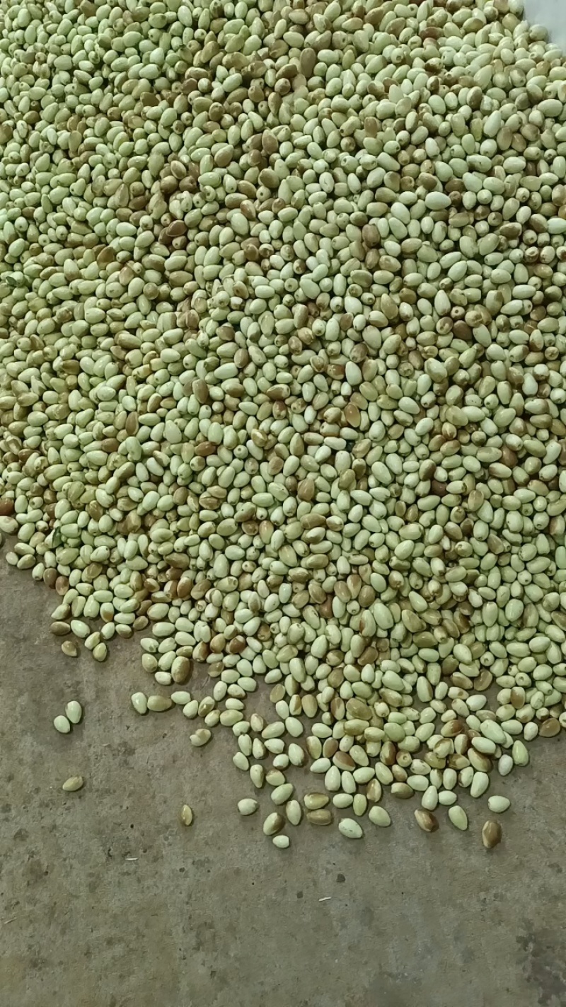 云南金脆蜜枣上市。