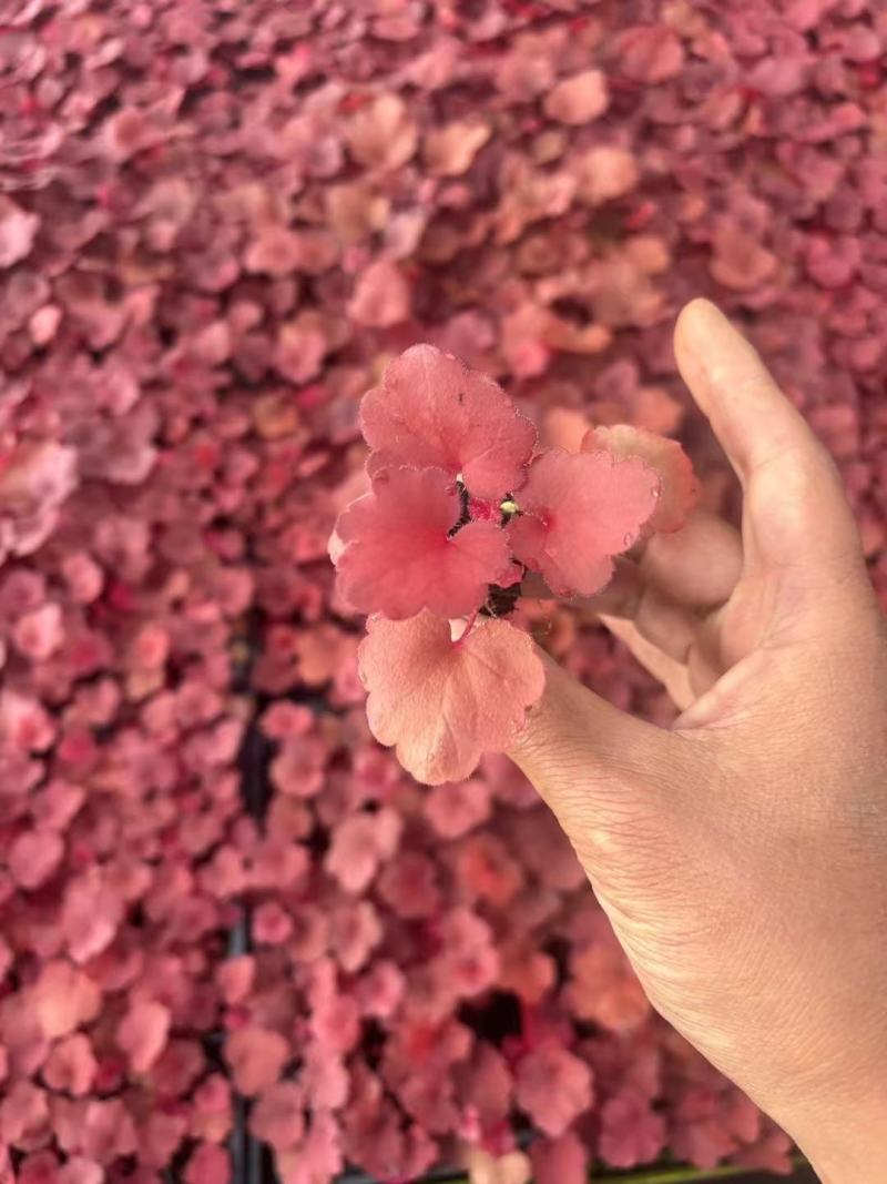 矾根种苗量大从优，各种颜色山东青州苗木基地直发，价格美丽