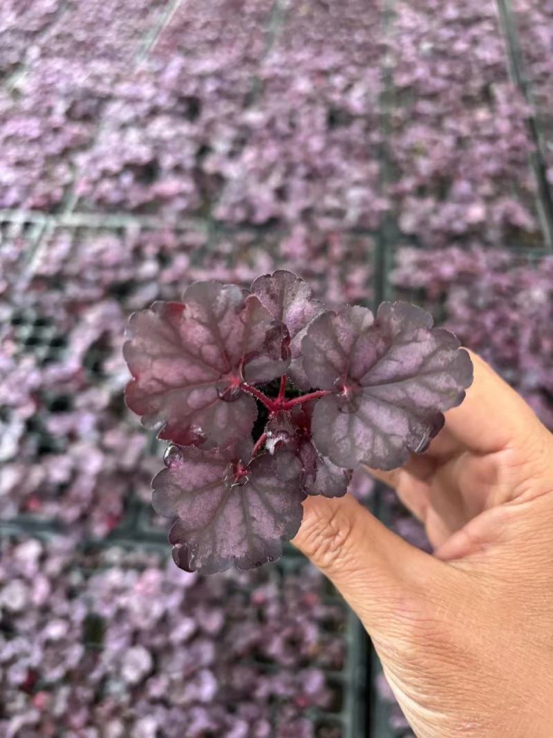 矾根种苗量大从优，各种颜色山东青州苗木基地直发，价格美丽