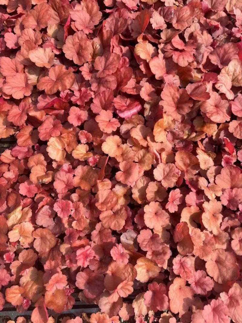 矾根种苗量大从优，各种颜色山东青州苗木基地直发，价格美丽