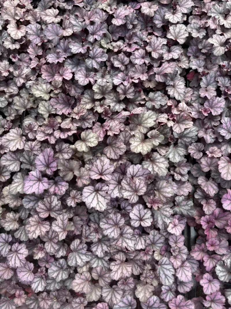 矾根种苗量大从优，各种颜色山东青州苗木基地直发，价格美丽