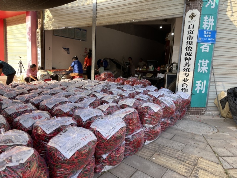 自贡五宝精品红青小米辣椒，品种齐全早香王、至如意等。