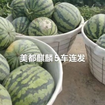 无籽麒麟瓜大量上市产地直销一手货源量大从优