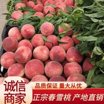 【热卖】河北春雪新鲜水果精品蜜桃现货大量供应