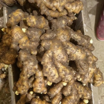 小黄姜，山东小黄姜，基地直发大量有货欢迎电话联系沟通洽谈