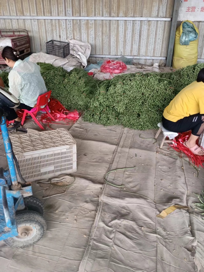 精品青条豆角，无虫无斑，肉质紧实，鲜嫩碧绿。量大从优