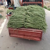 精品青条豆角，无虫无斑，肉质紧实，鲜嫩碧绿。量大从优