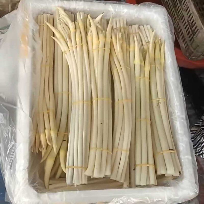 精品藕带湖北新鲜藕带大量供应